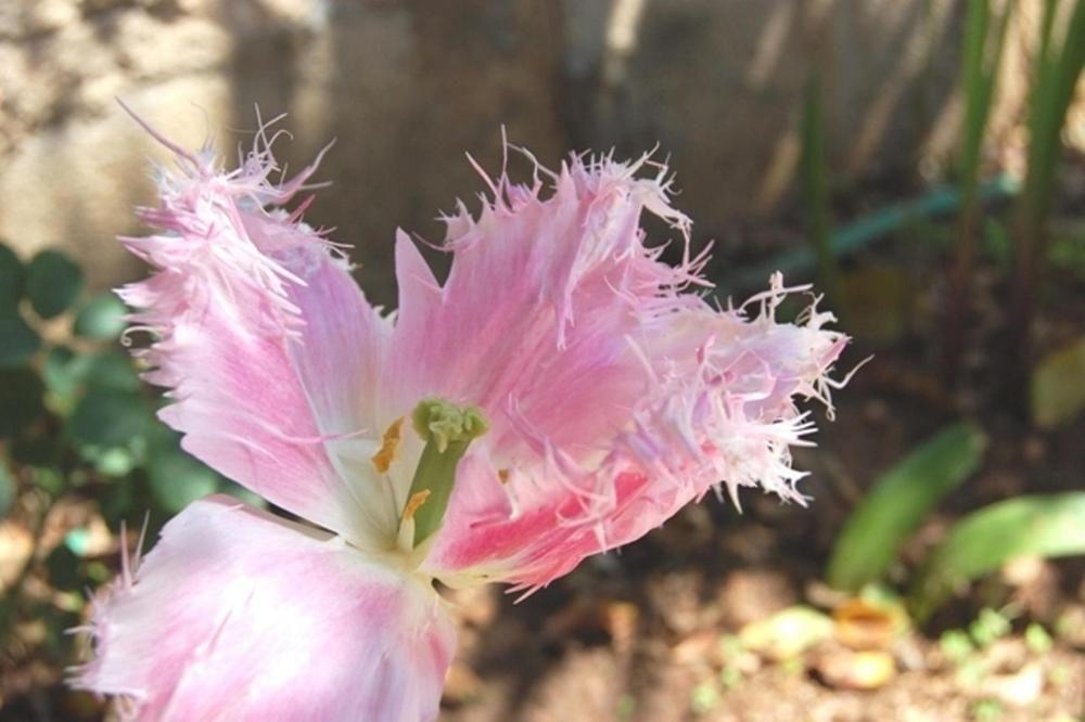 Il Mirto E La Rosa Panzió Arenella  Kültér fotó
